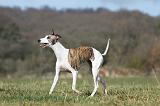 WHIPPET 343